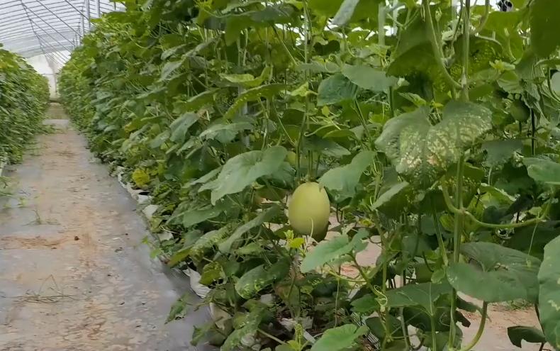 怎样防止甜瓜裂瓜烂瓜,甜瓜瓜裂怎么办