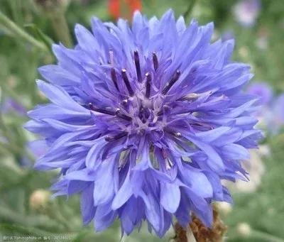 电影蓝色矢车菊演员表,蓝色矢车菊的图片