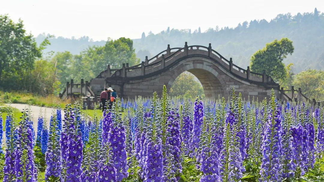 花卡特惠,新春钜惠不容错过