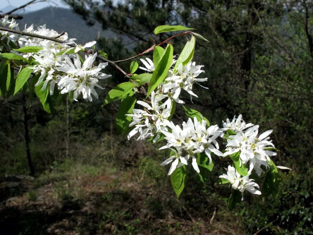 四明山华顶杜鹃,浙东华顶杜鹃群落