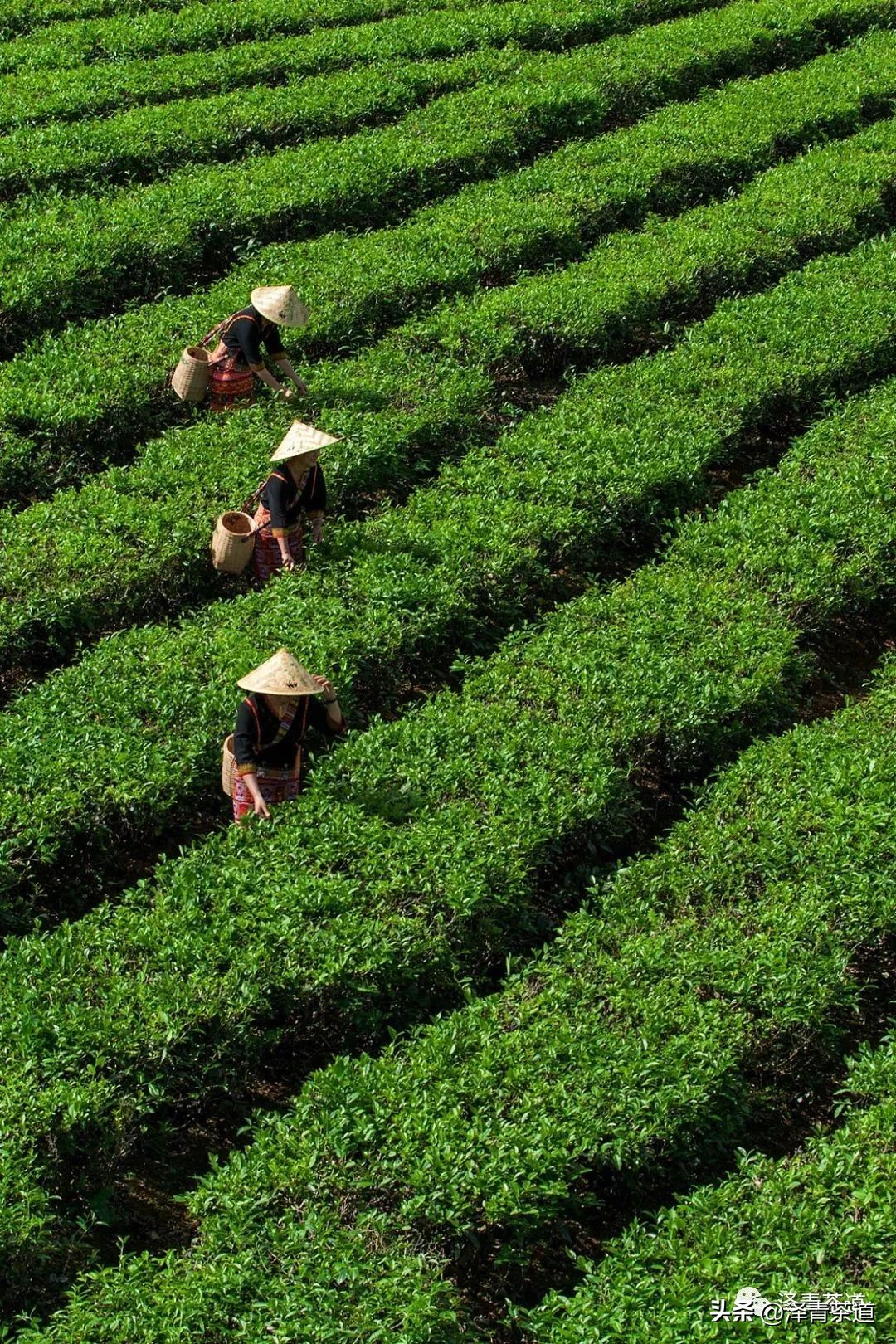 绿茶红茶黑茶白茶黄茶青茶,绿茶红茶青茶白茶黑茶黄茶哪个好