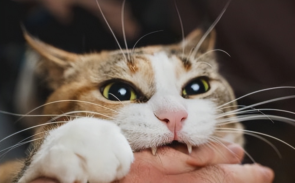 猫咪突然攻击人怎么处理,怎么训练猫咪不咬人不抓人