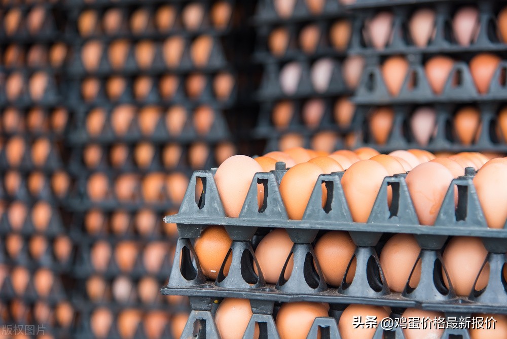 巨鹿县2022年4月23号鸡蛋价格多少,2021年12月1日鸡蛋价格行情