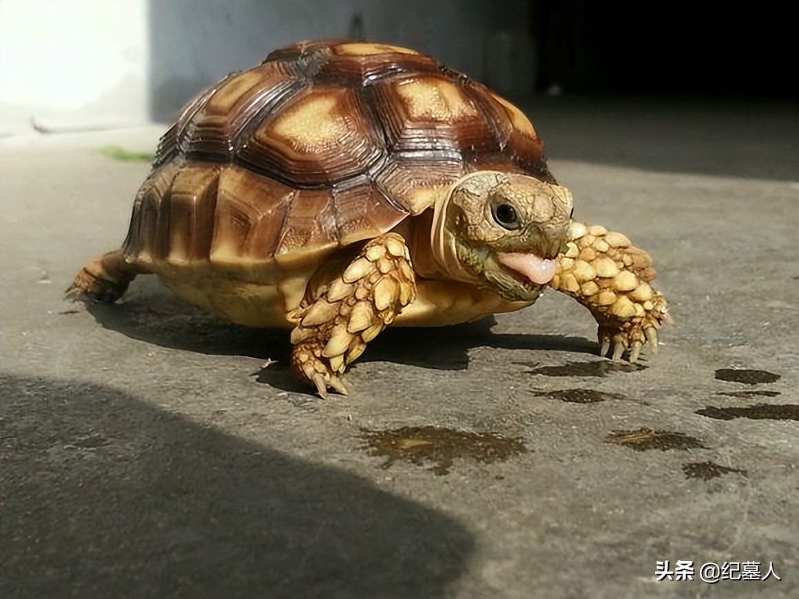 北京一男子捡到一个乌龟养了七年,12年男子捡到乌龟养了7年发现异常