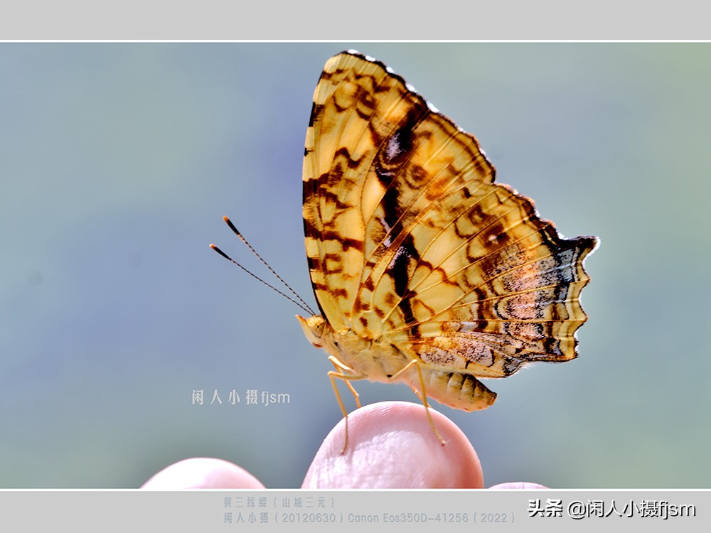 近距离拍摄昆虫小动物,常见昆虫微距摄影活动