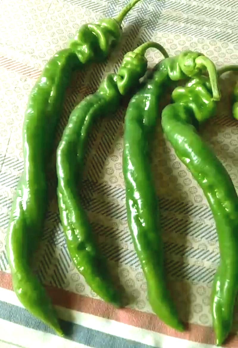 老品种非转基因辣椒种子,辣椒最好品种龙椒种子