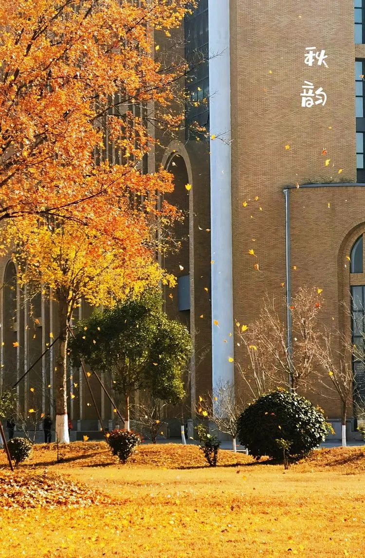 层林尽染的视频号,濮阳医专学历怎么样