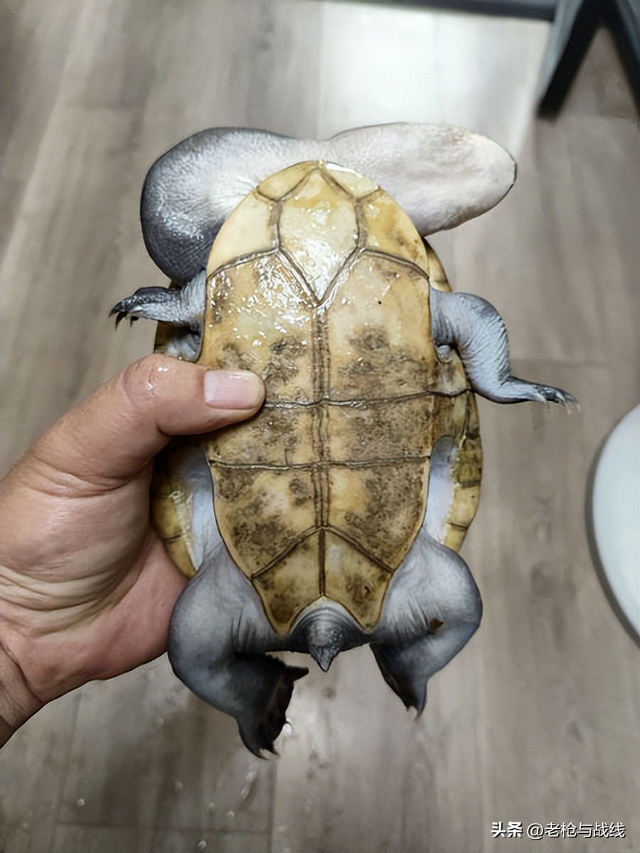 成都地区宠物龟过冬的一点心得,成都小龟怎么过冬