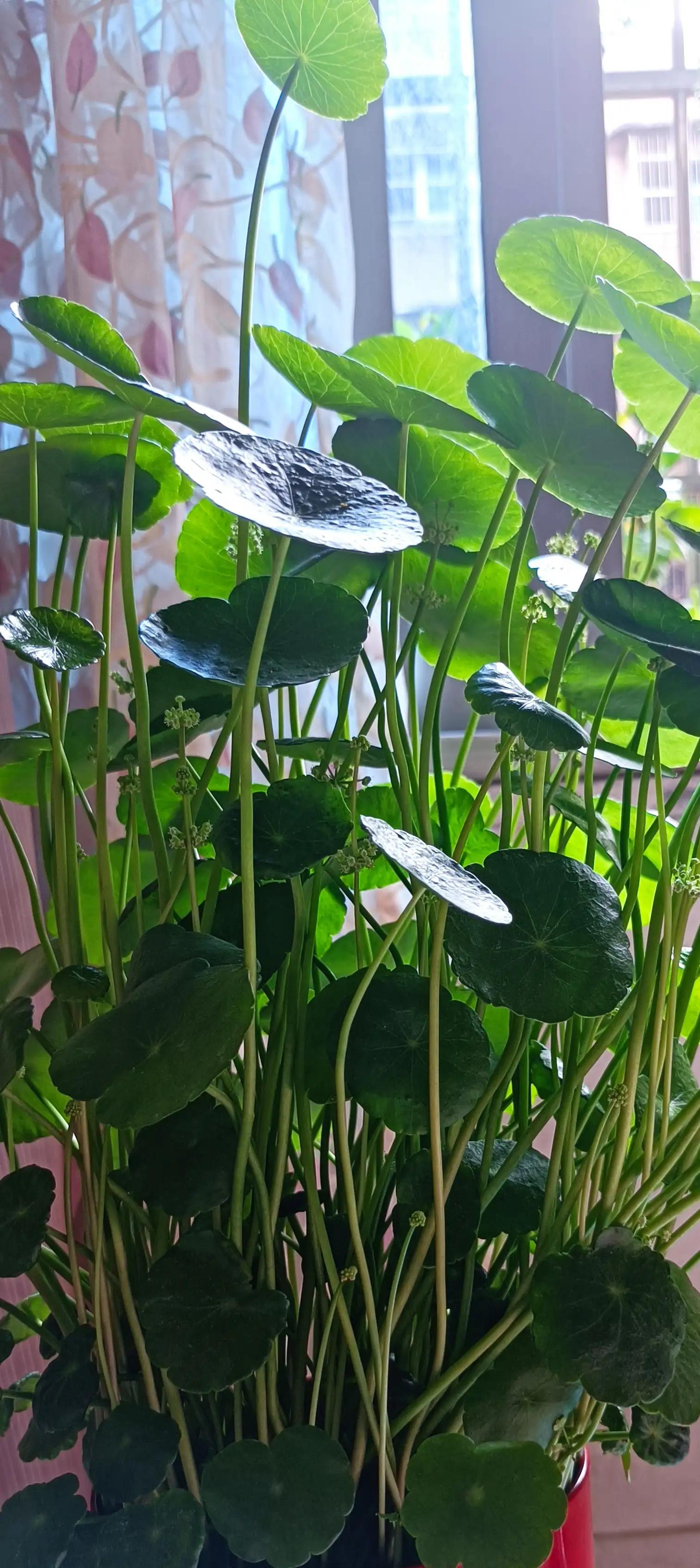 宠猫日志,宠猫日记小说