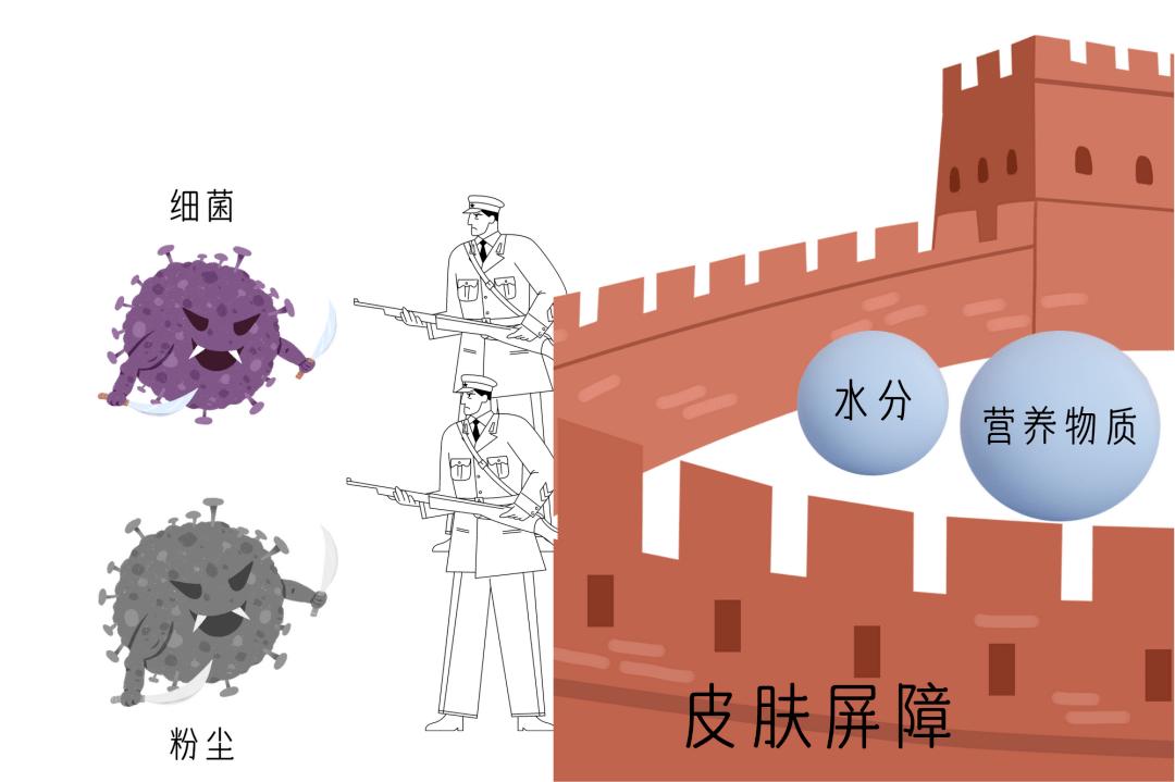 拥抱你的外衣：人体最大的器官，你了解吗？
