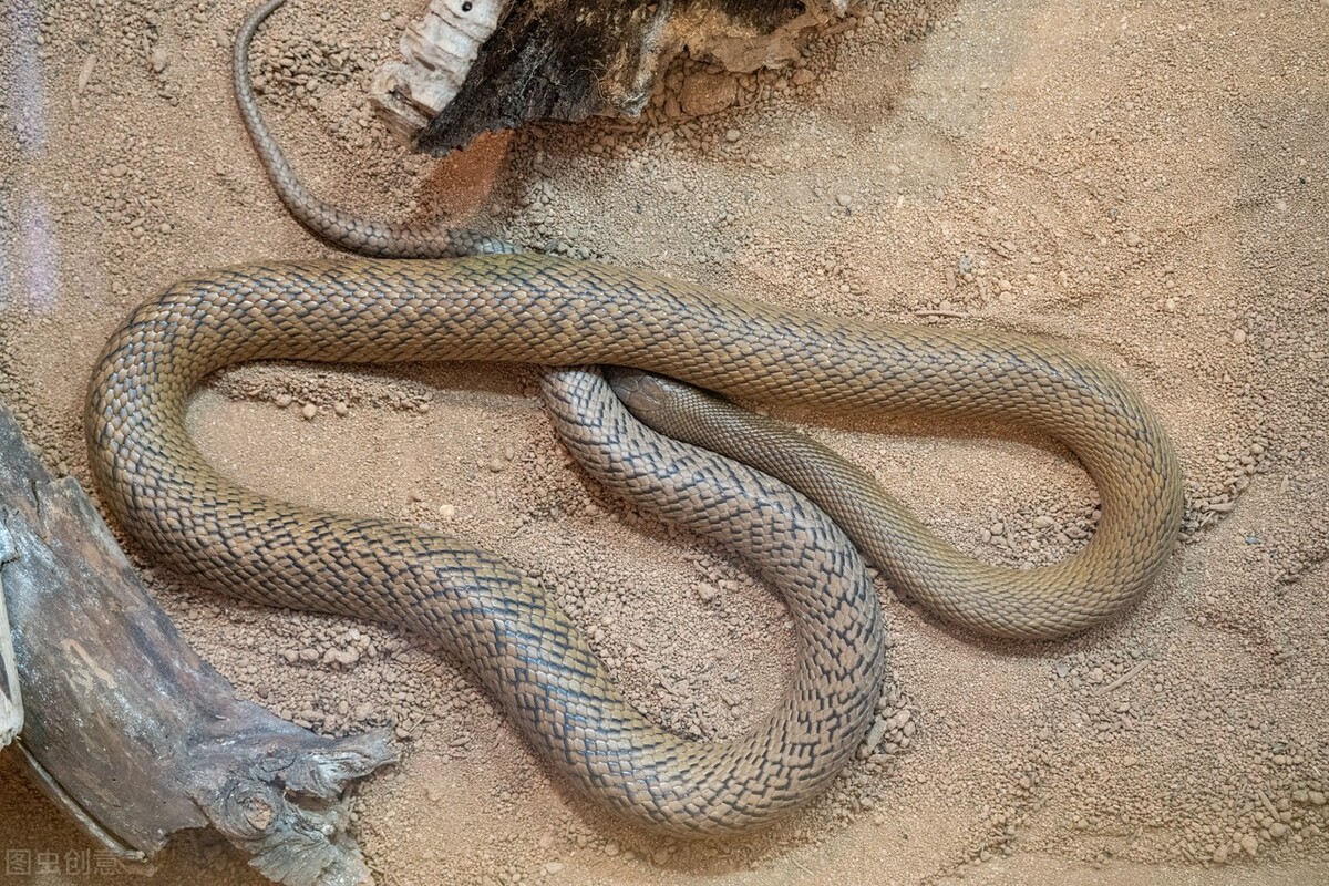 地表最强毒蛇——内陆太攀蛇