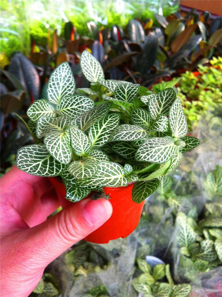 16种喜阴蔬菜,16种适合夏天养的花