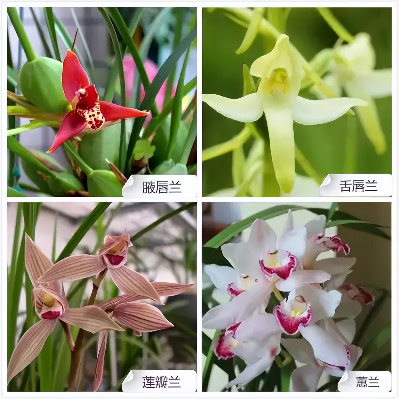 常见兰花品种图片名称及介绍大全,各种兰花品种名称及图片大全