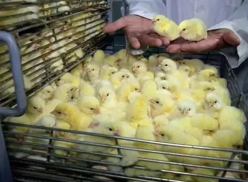 农村小院养鸡喂什么挣钱多,庭院养鸡种菜两不误