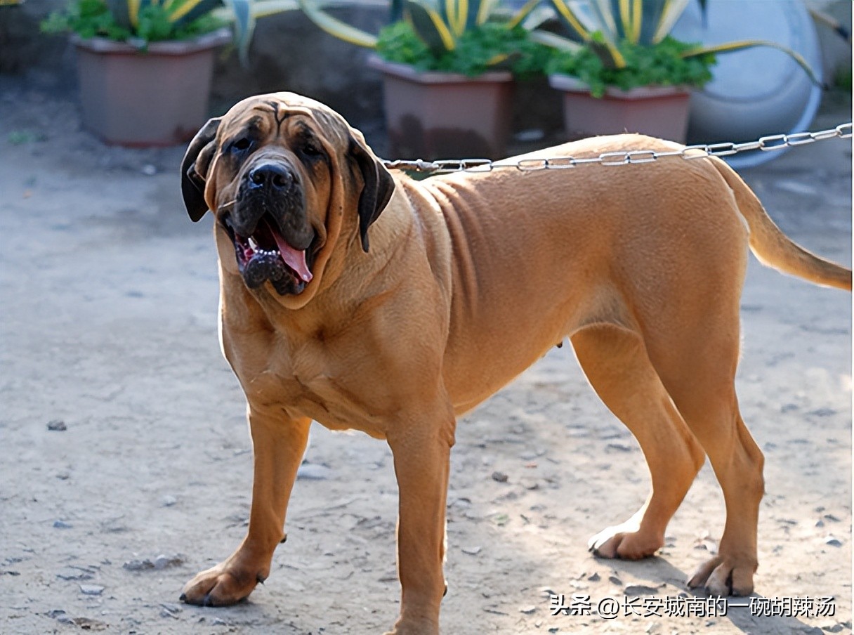 世界名犬大赛全程视频,世界名犬狗狗品种大全