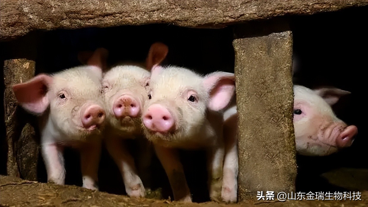 传染性胸膜肺炎猪怎么治疗,猪传染性胸膜肺炎的解剖症状