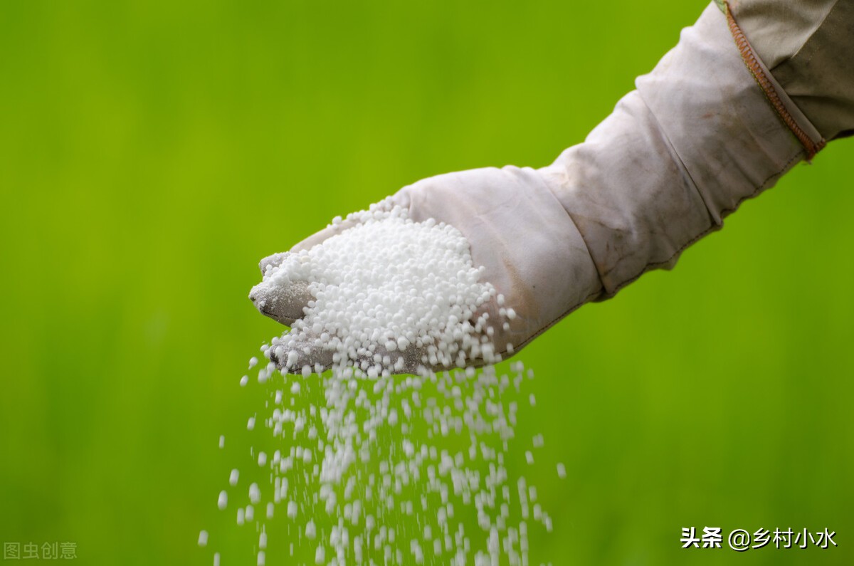 7种原因容易造成豆角落花落荚,豆角开花少结豆角少怎么引起的