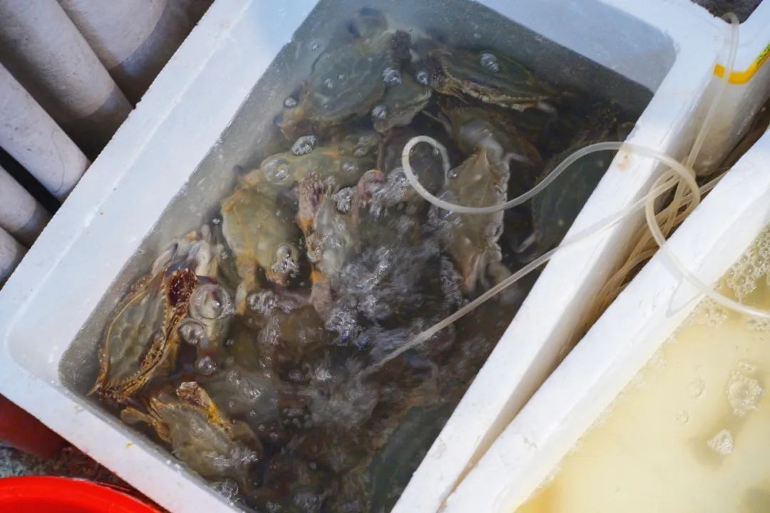 真吃不下了,这个靠海吃海的小县城怎么就能这么好吃