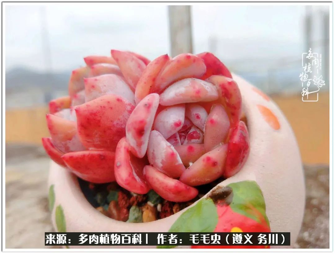 多肉可抵岁月,多肉之花语