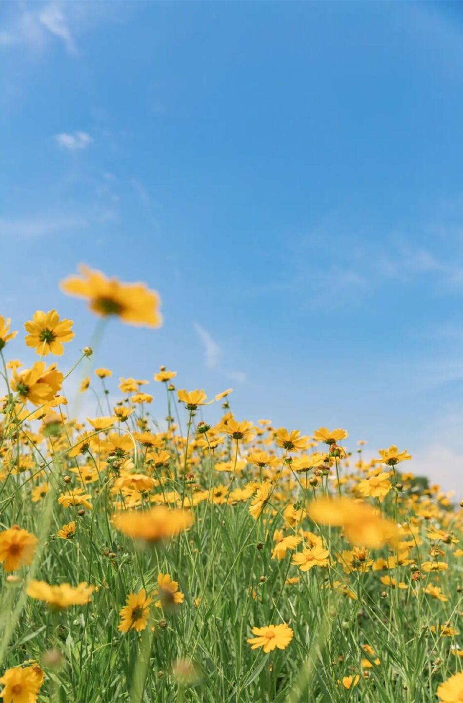 金鸡菊花海旅游攻略,金鸡菊花海美景