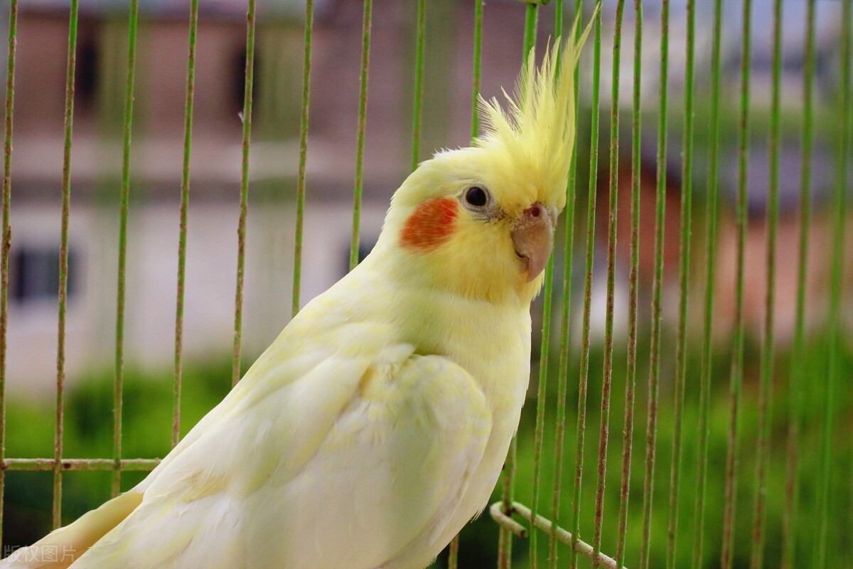 玄凤鹦鹉不爱吃食怎么办？提升鹦鹉食欲的几种方法！