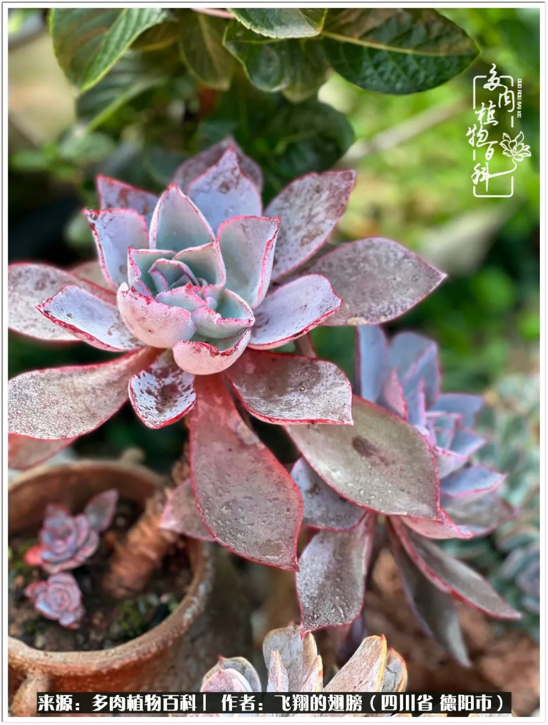 多肉的正确养殖方法冬天怎么养活,多肉怎么养活而且长得快且好看