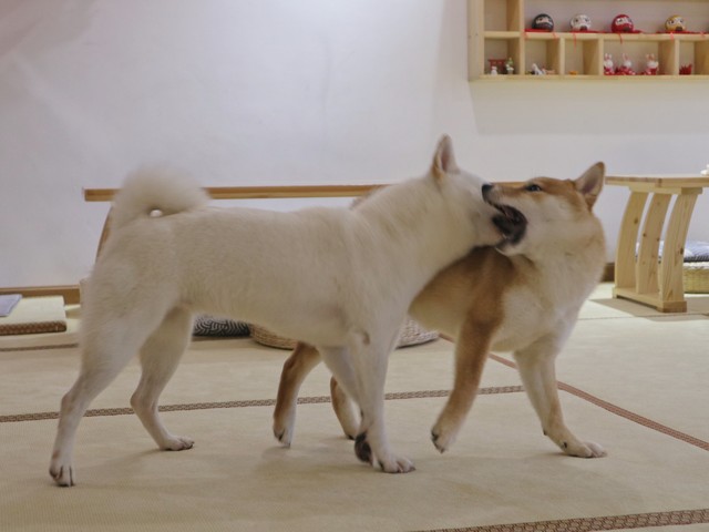 金毛对人好对狗凶,金毛为什么攻击其他狗