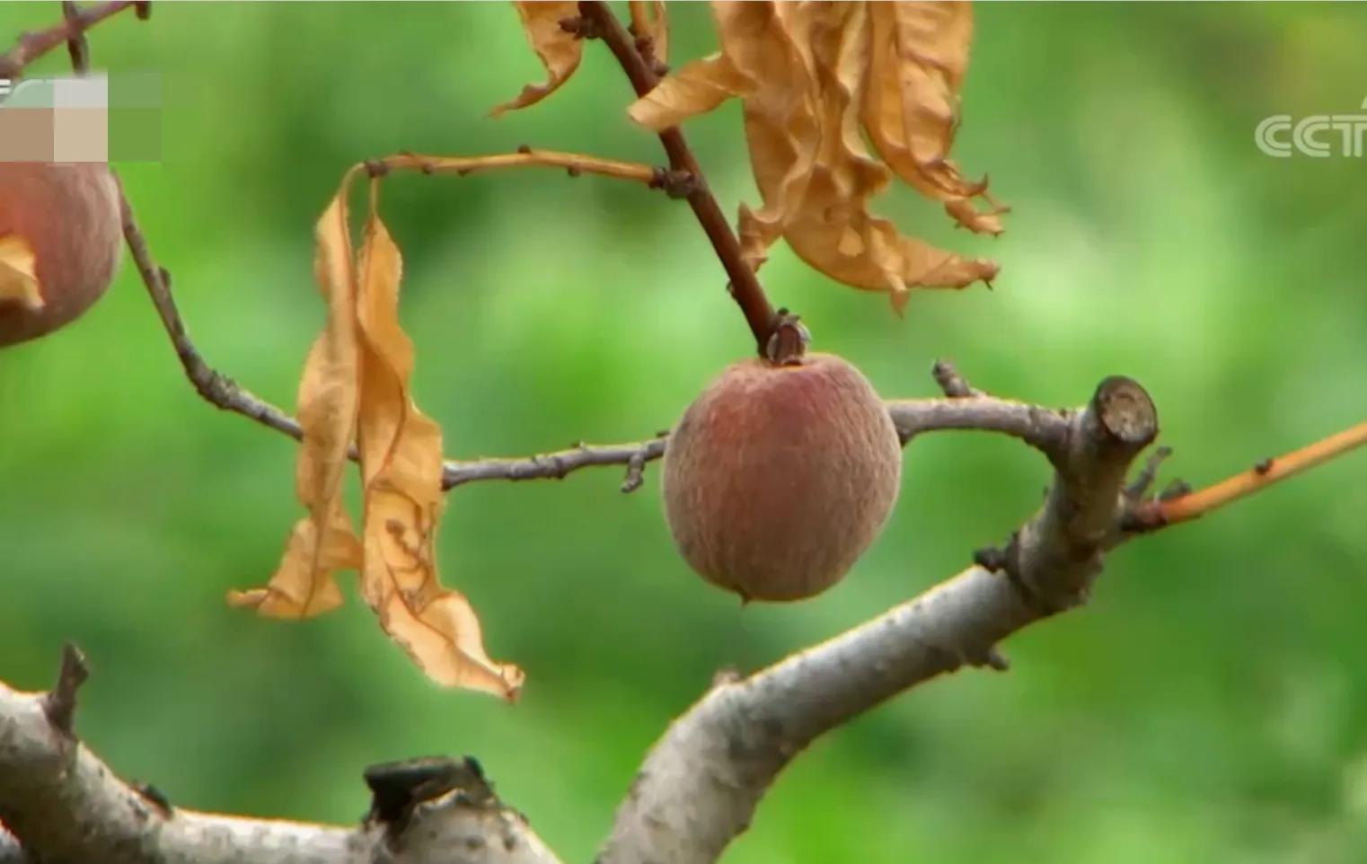山东女孩承包5600亩地,女子承包500亩地种红薯被村民偷挖