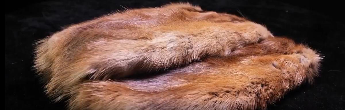 1992年，河北男子花30万买两只病鼠，几年后反而大赚8000万