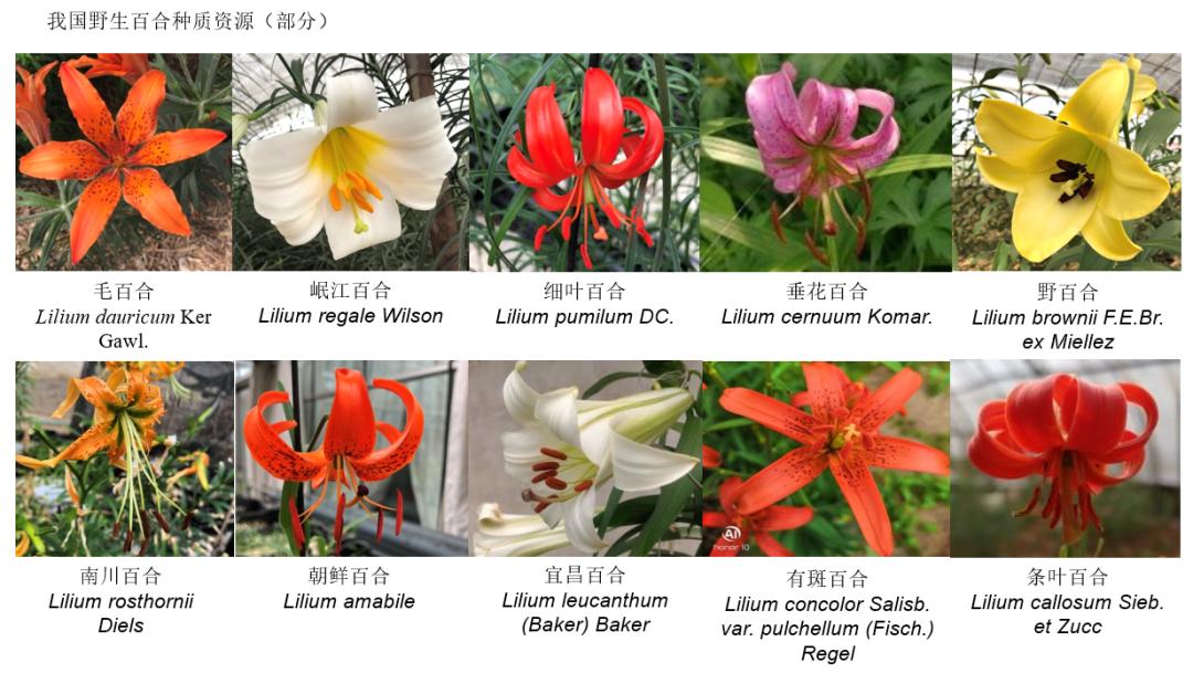 种的百合,种好百合最大的难题是什么