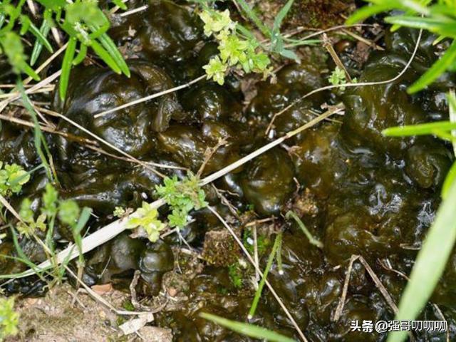 地皮菜农村叫什么菜,天然野生地皮菜