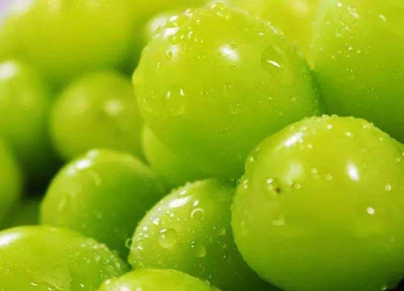 日本阳光玫瑰葡萄2000一斤,日本阳光玫瑰葡萄多少钱一斤