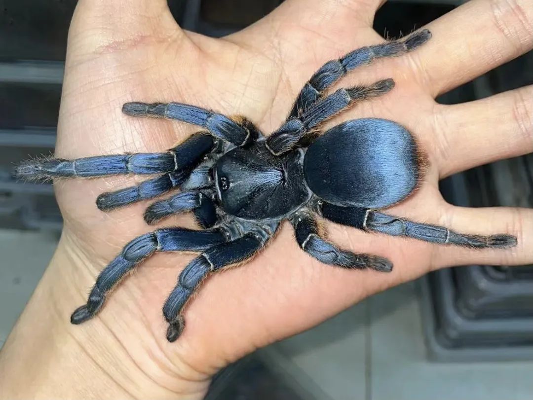 疫情与那些养爬行动物的人