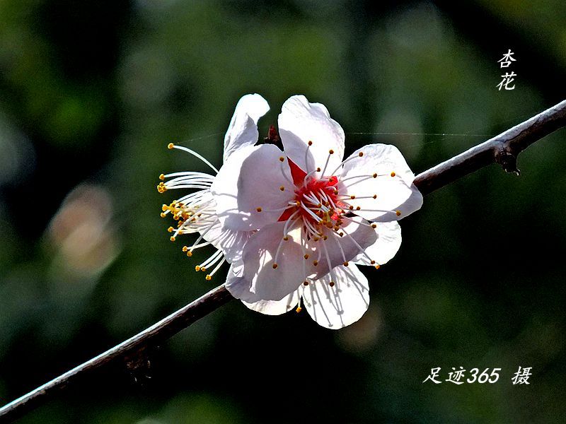 又见玉兰、杏花不一样的拍法