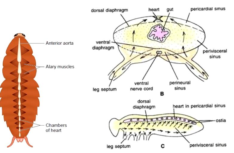蟑螂没有头能存活很久是真的吗,蟑螂为何遭受巨大打击也能存活