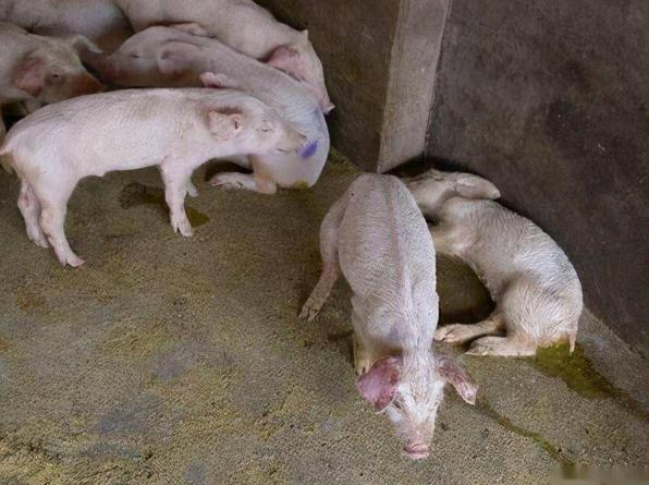 新生小猪拉稀怎么办,出生小猪腹泻拉稀怎么办