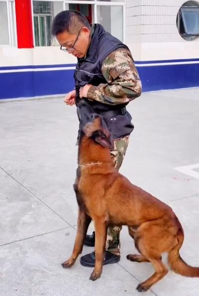 警犬巴顿有多凶猛,帅网红警犬巴顿训练视频