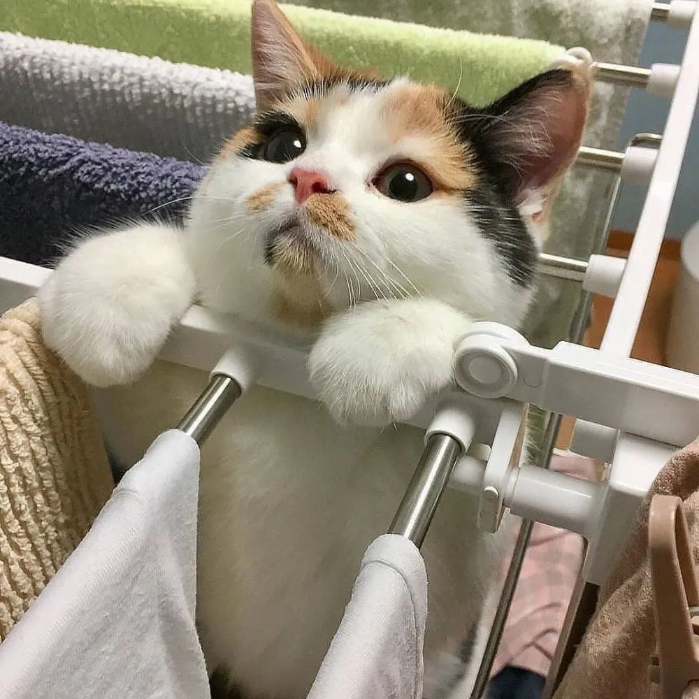 养三花猫的人需要注意什么呢,三花猫为什么都不愿意养猫