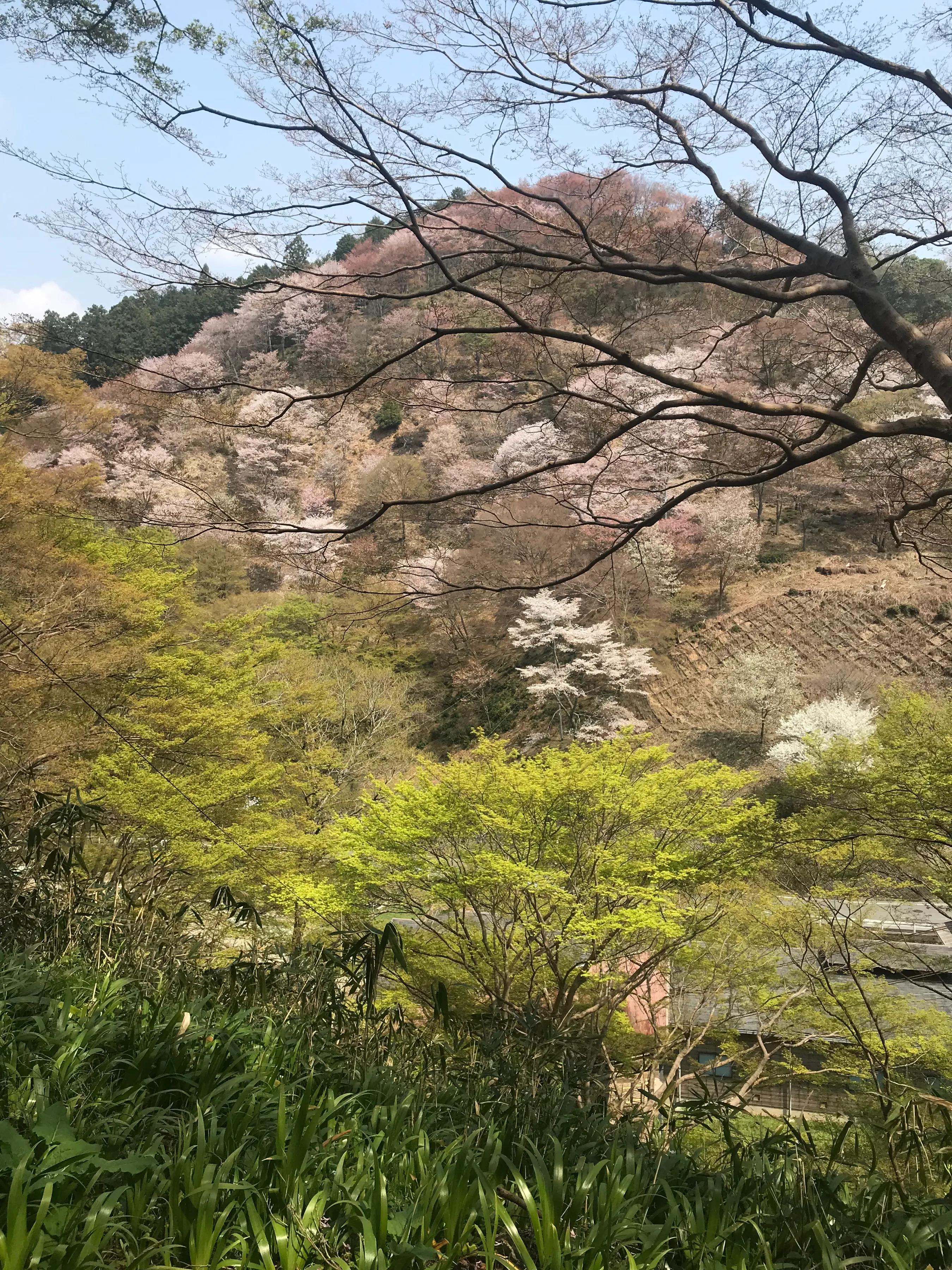 日本游玩景色樱花,日本旅游风景樱花