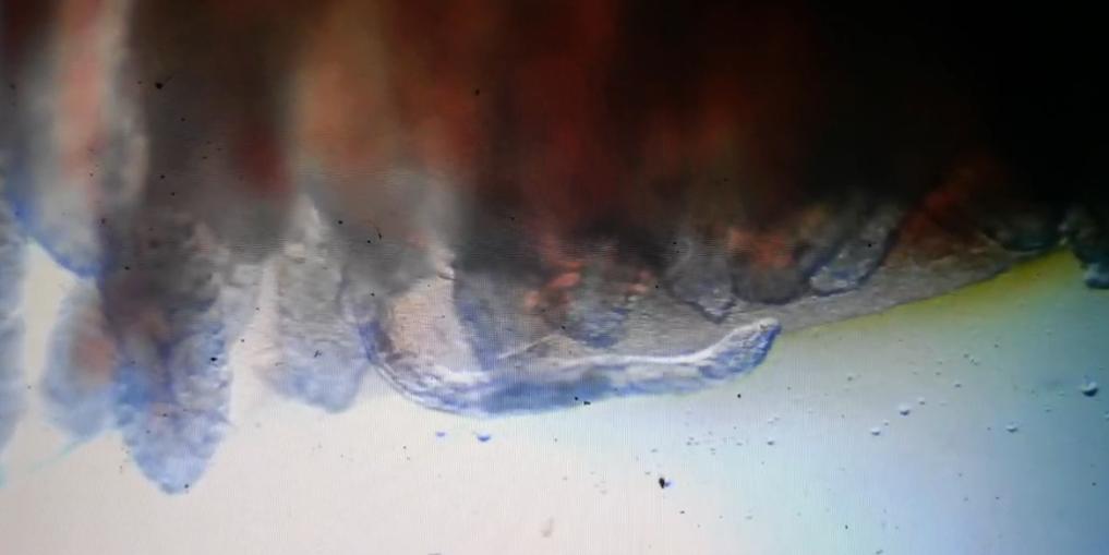 鱼塘寄生虫杀灭方法,鱼塘寄生虫病防治