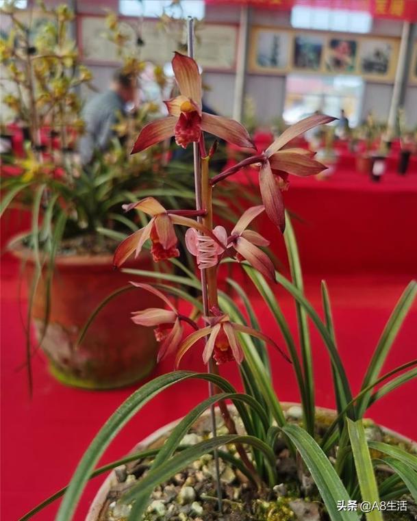 带你认识中华兰花纹瓣兰,顶级纹瓣兰图片