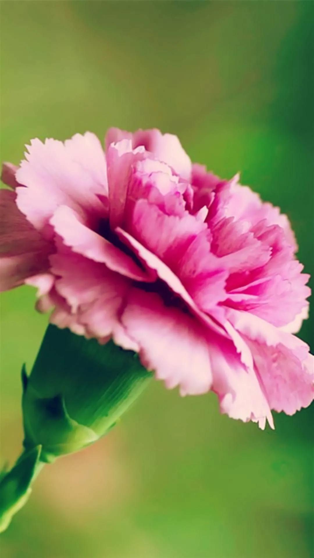 康乃馨花束壁纸,康乃馨壁纸手机超清全面屏