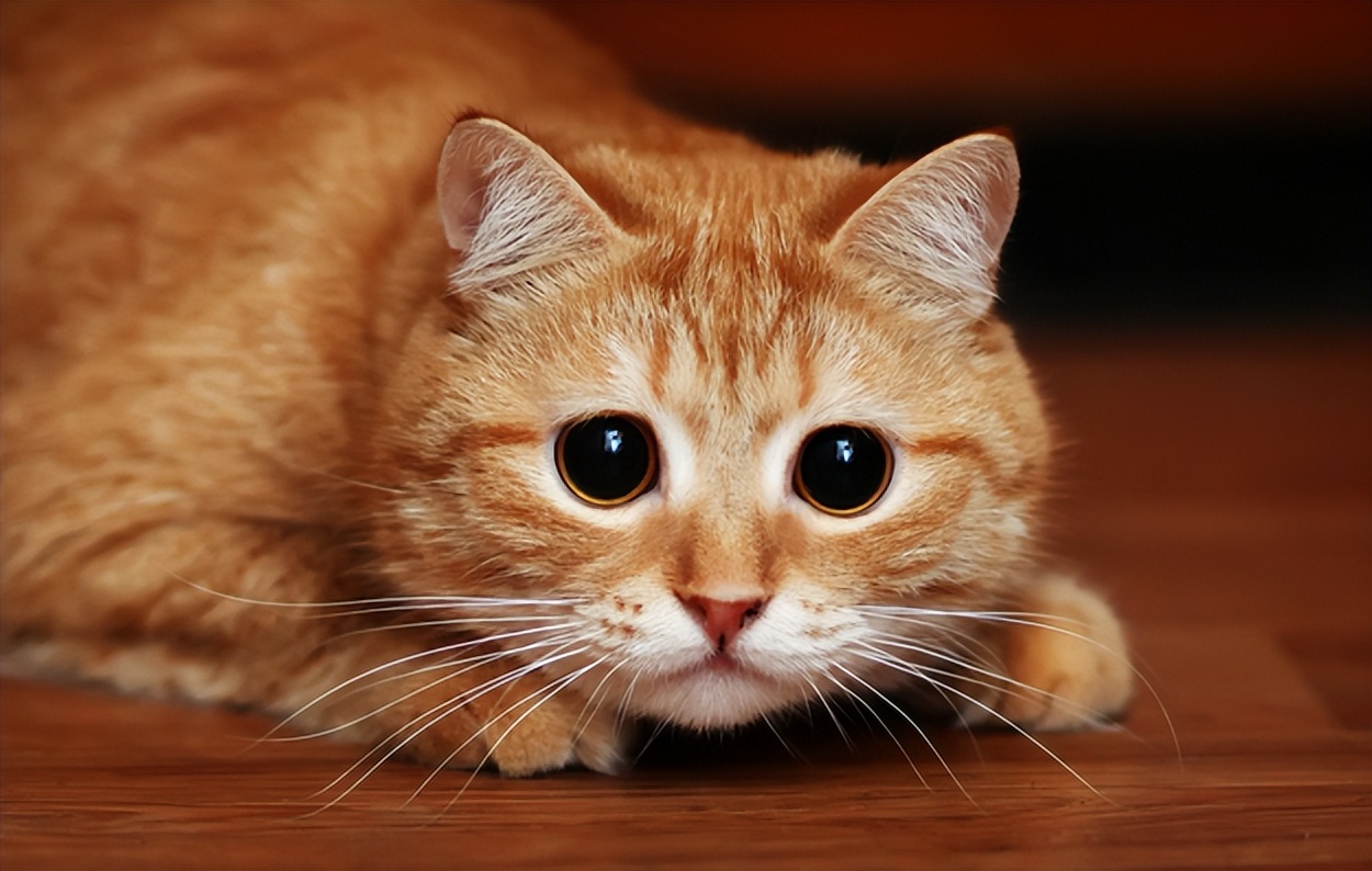 狗换粮没到7天旧粮没了怎么办,为什么宠物要七天换粮