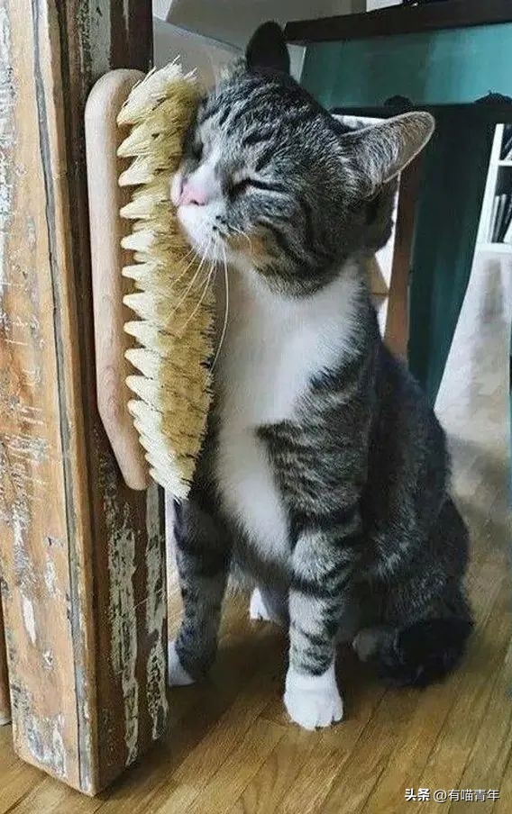 16个变态又实用的养猫妙招必看,养猫必看的100个技巧