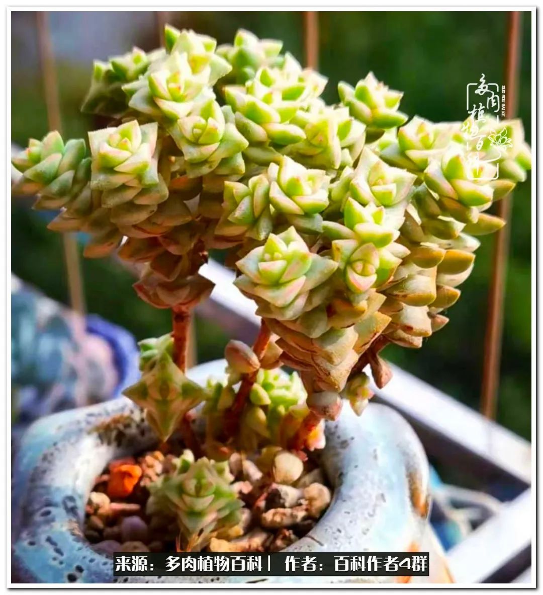 景天科十八种常见多肉,常见40种景天科多肉