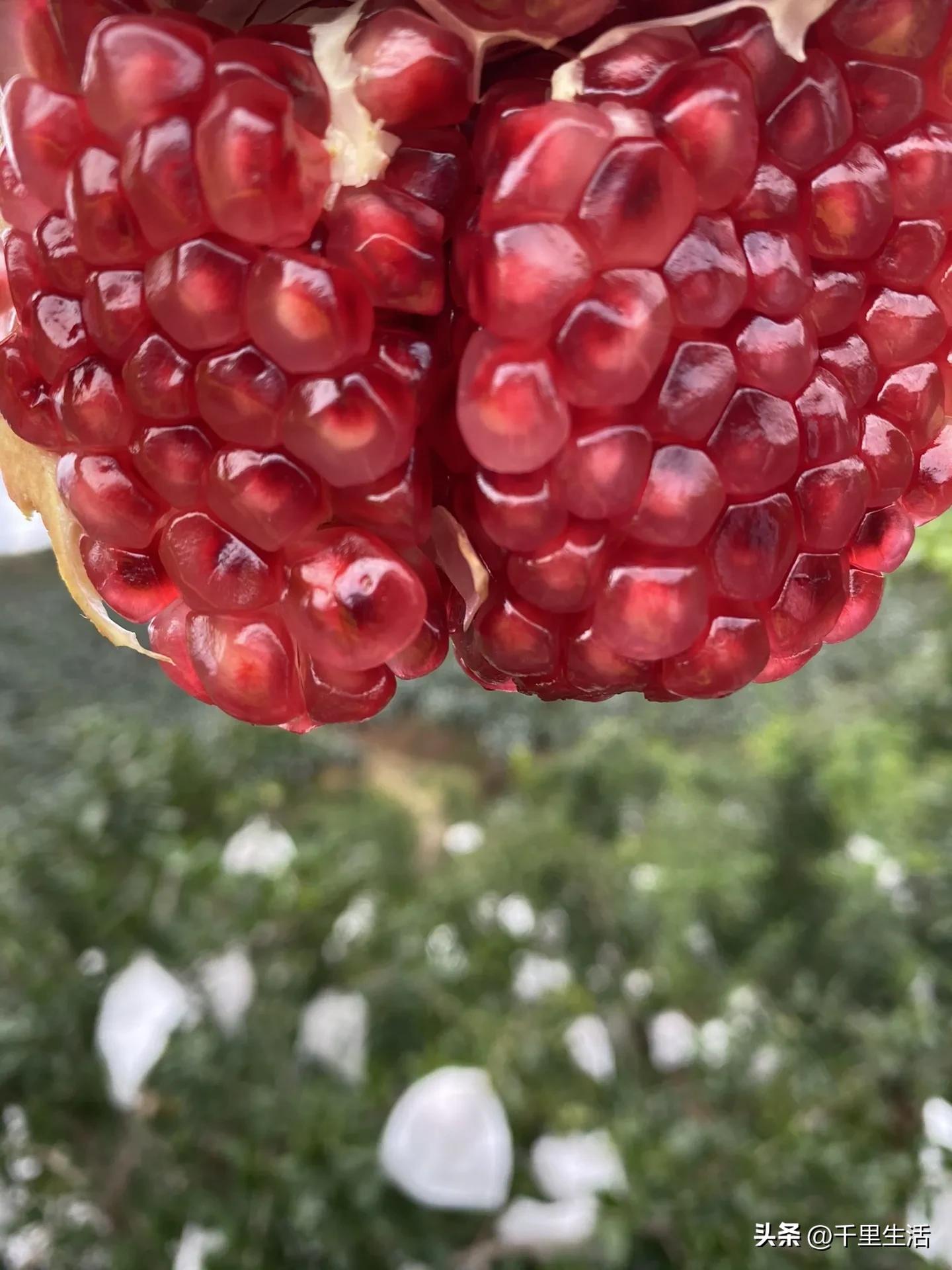 突尼斯软籽石榴超级好吃,突尼斯软籽石榴不用吐籽就能吃
