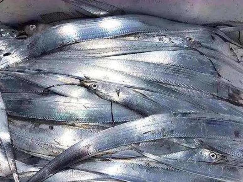 特大号新鲜带鱼,新鲜带鱼哪里买