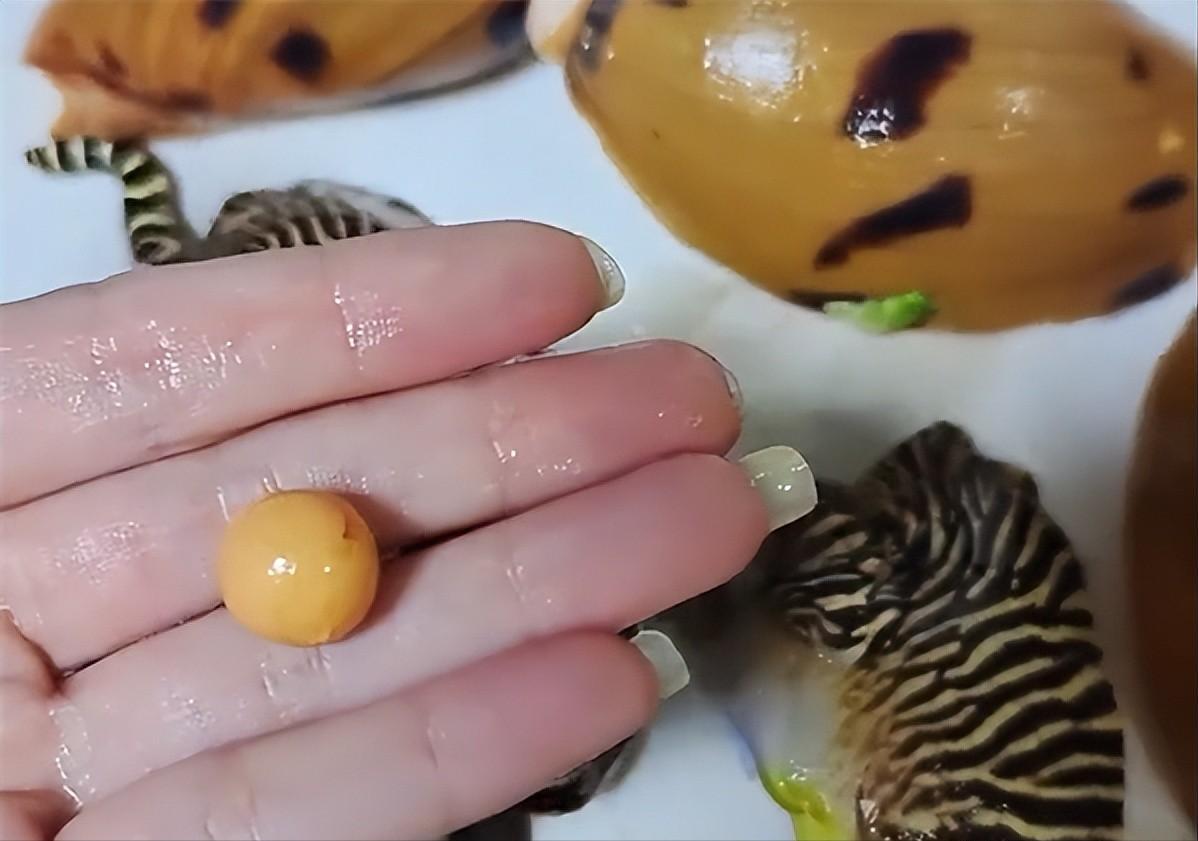 山东一女子吃出龙珠,安徽女子吃椰子螺吃出龙珠