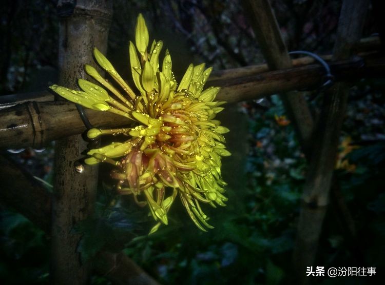 汾阳中汾夜景,汾阳中学航拍视频