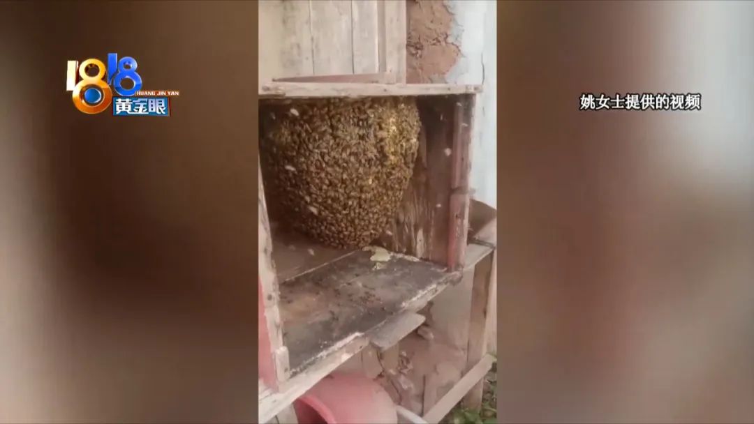 爸爸的“土蜂蜜”，中途“被销毁”